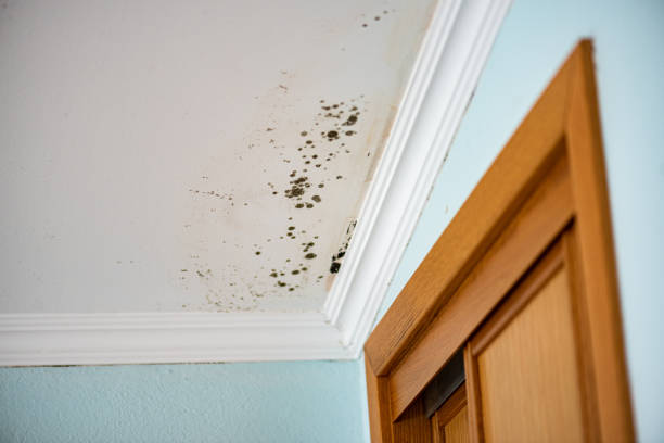 Best Localized Mold Remediation (e.g., coastal areas, humid climates) in Hollywood Park, TX