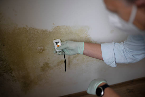 Best Mold Remediation for Specific Building Types in Hollywood Park, TX