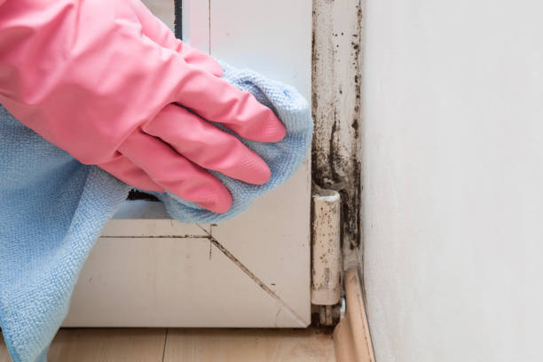 Best Kitchen Mold Remediation in Hollywood Park, TX